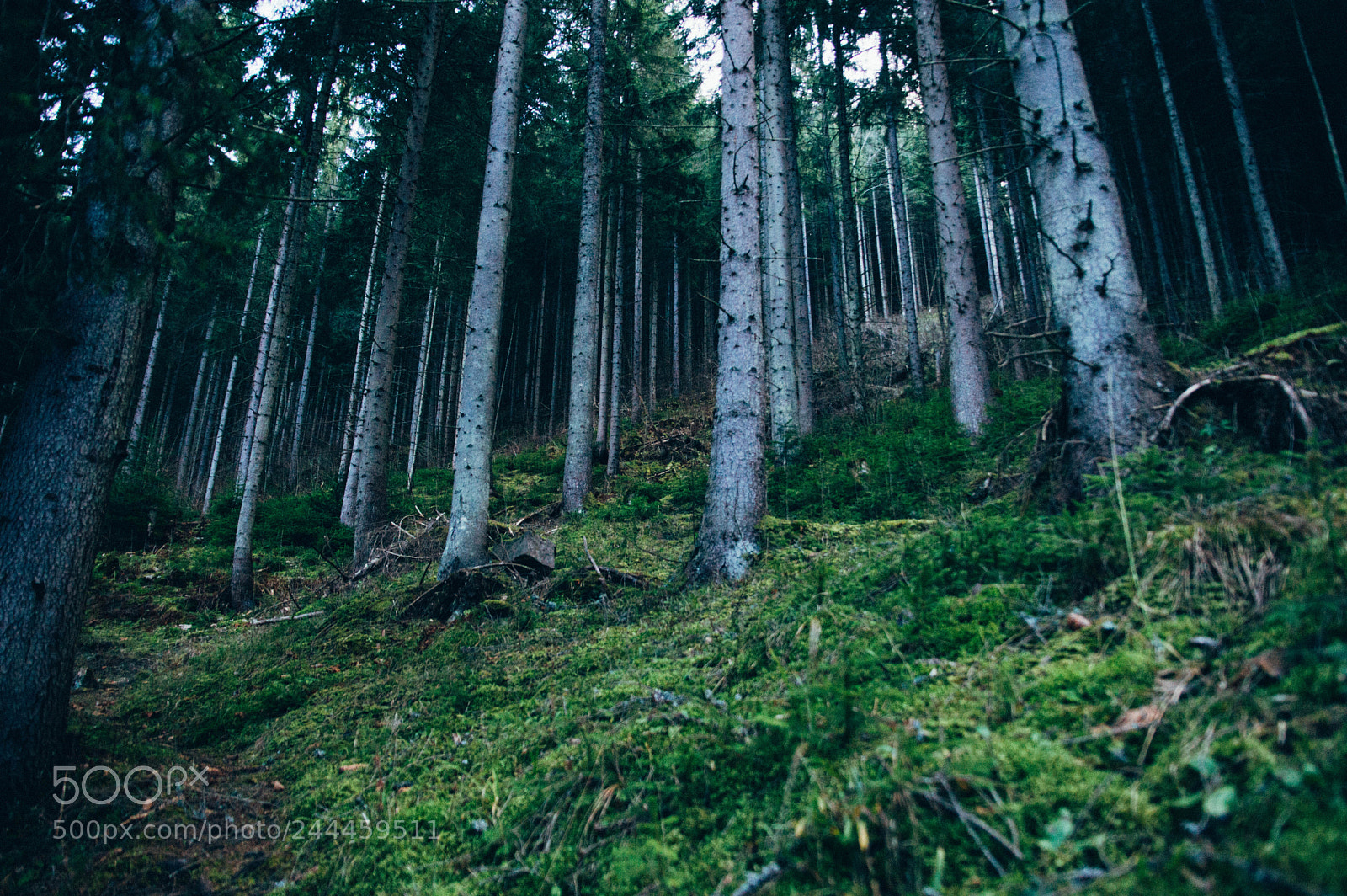 Nikon D3200 sample photo. Forest photography