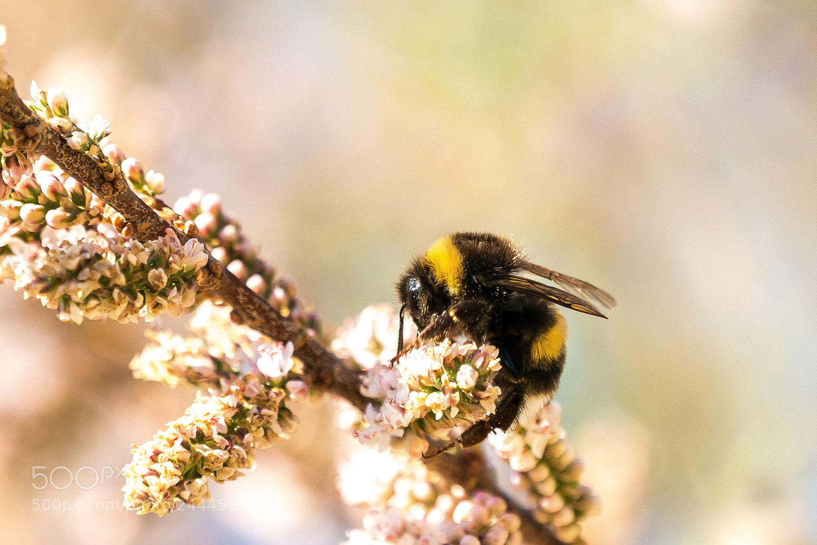 Panasonic Lumix DMC-GF7 sample photo. Bee photography