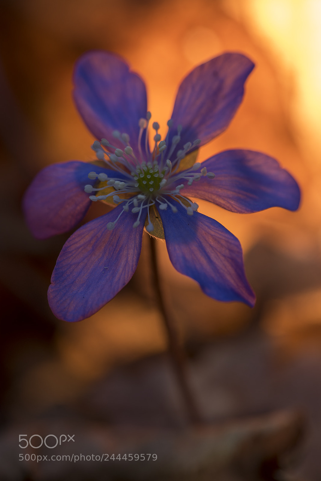 Nikon D810 sample photo. Anemone hepatica - hepatica photography