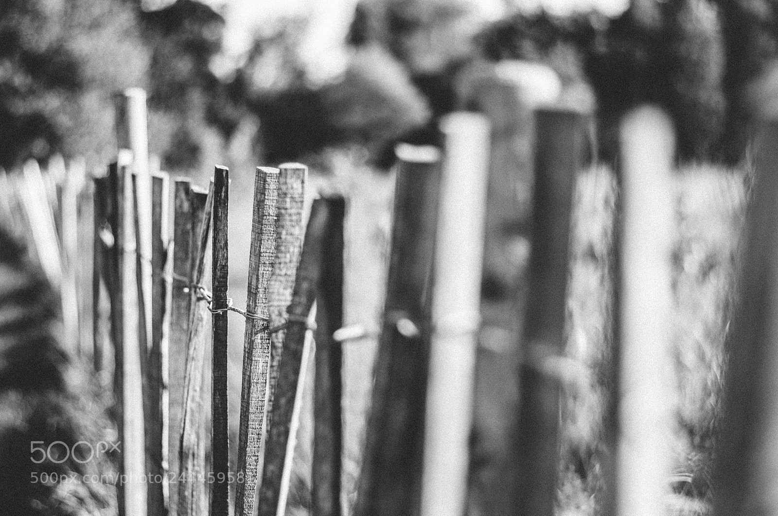 Nikon D90 sample photo. Bokeh in london photography