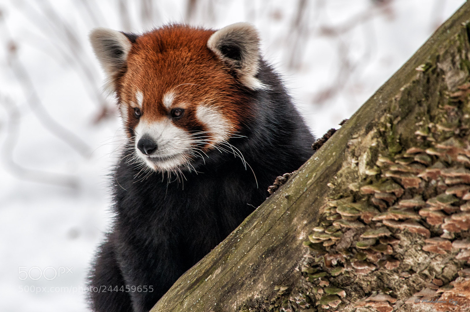Nikon D5000 sample photo. Panda roux photography