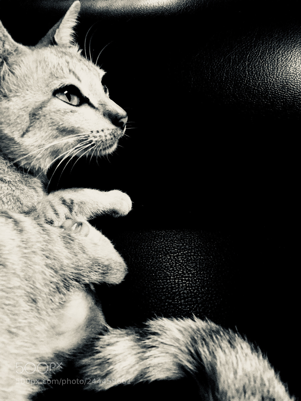 Apple iPhone 6 sample photo. When i looked at photography