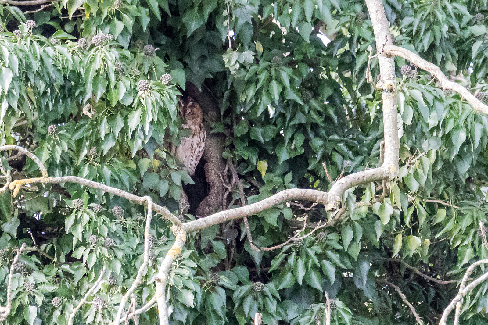 Canon EOS 7D Mark II sample photo. Tawny owl photography