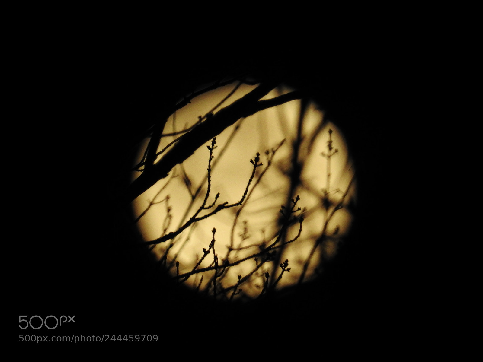 Nikon Coolpix P900 sample photo. Super blood moon behind photography