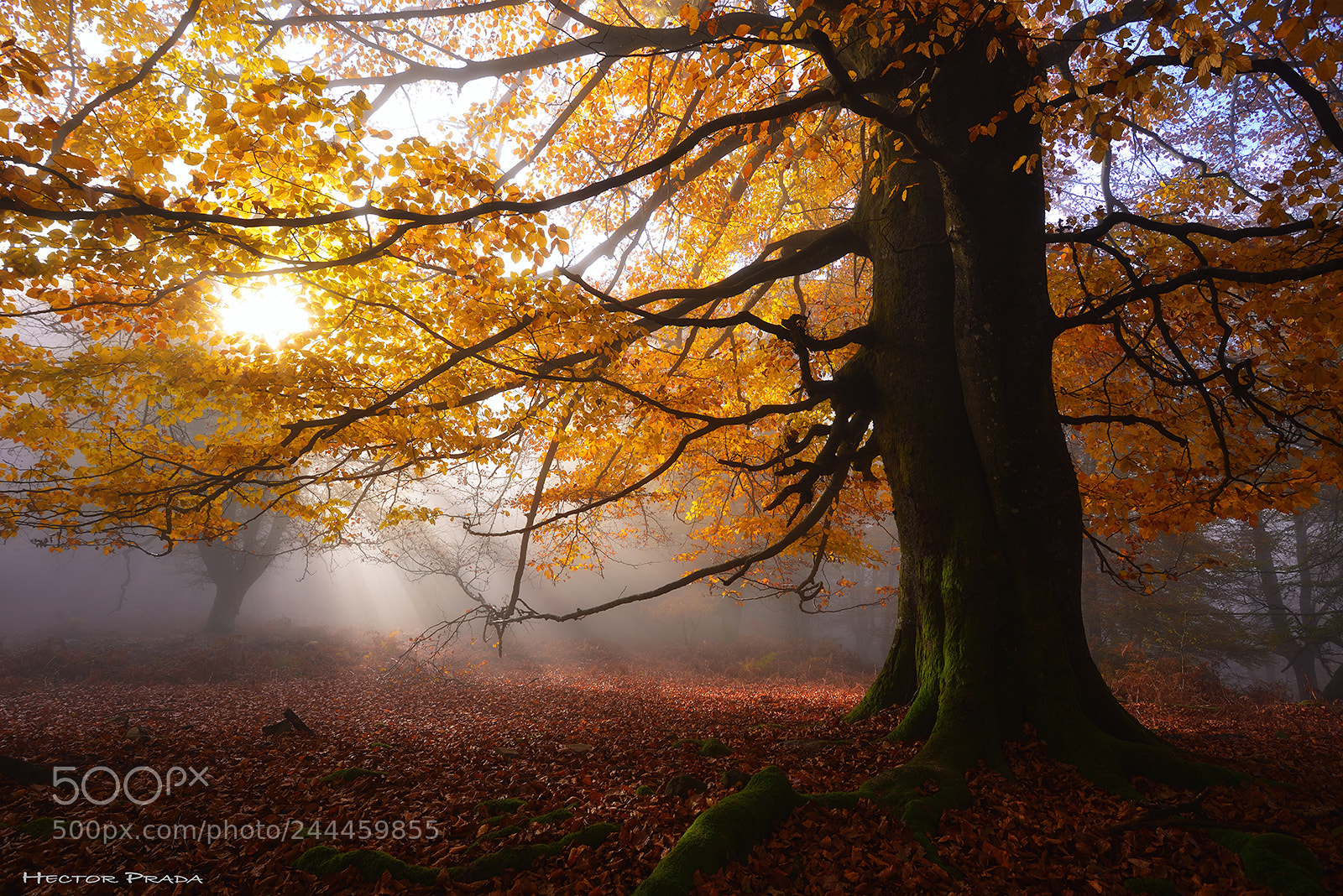 Nikon D610 sample photo. Autumnal glow photography