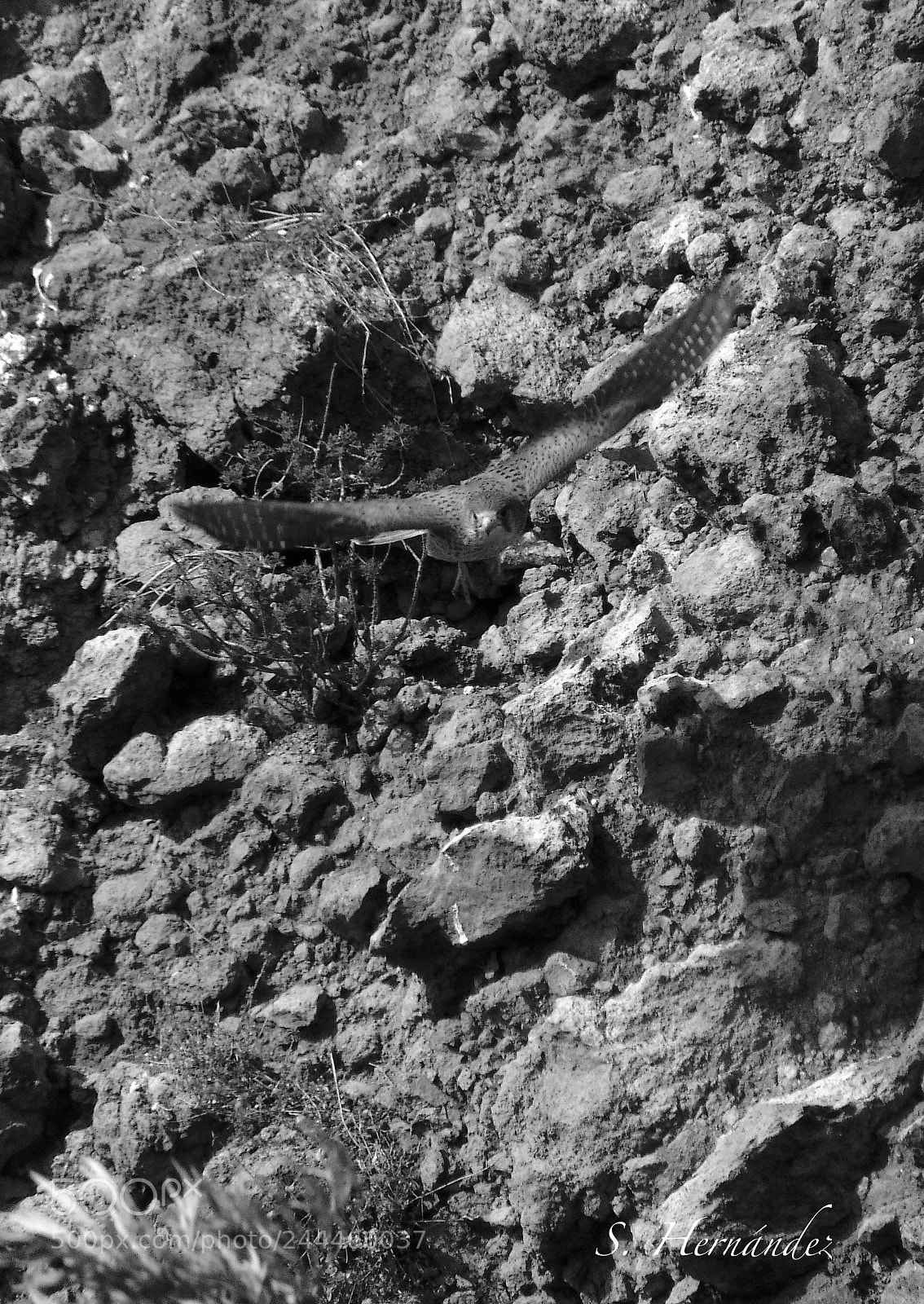 Sony Cyber-shot DSC-H300 sample photo. Soy un pajaro... photography