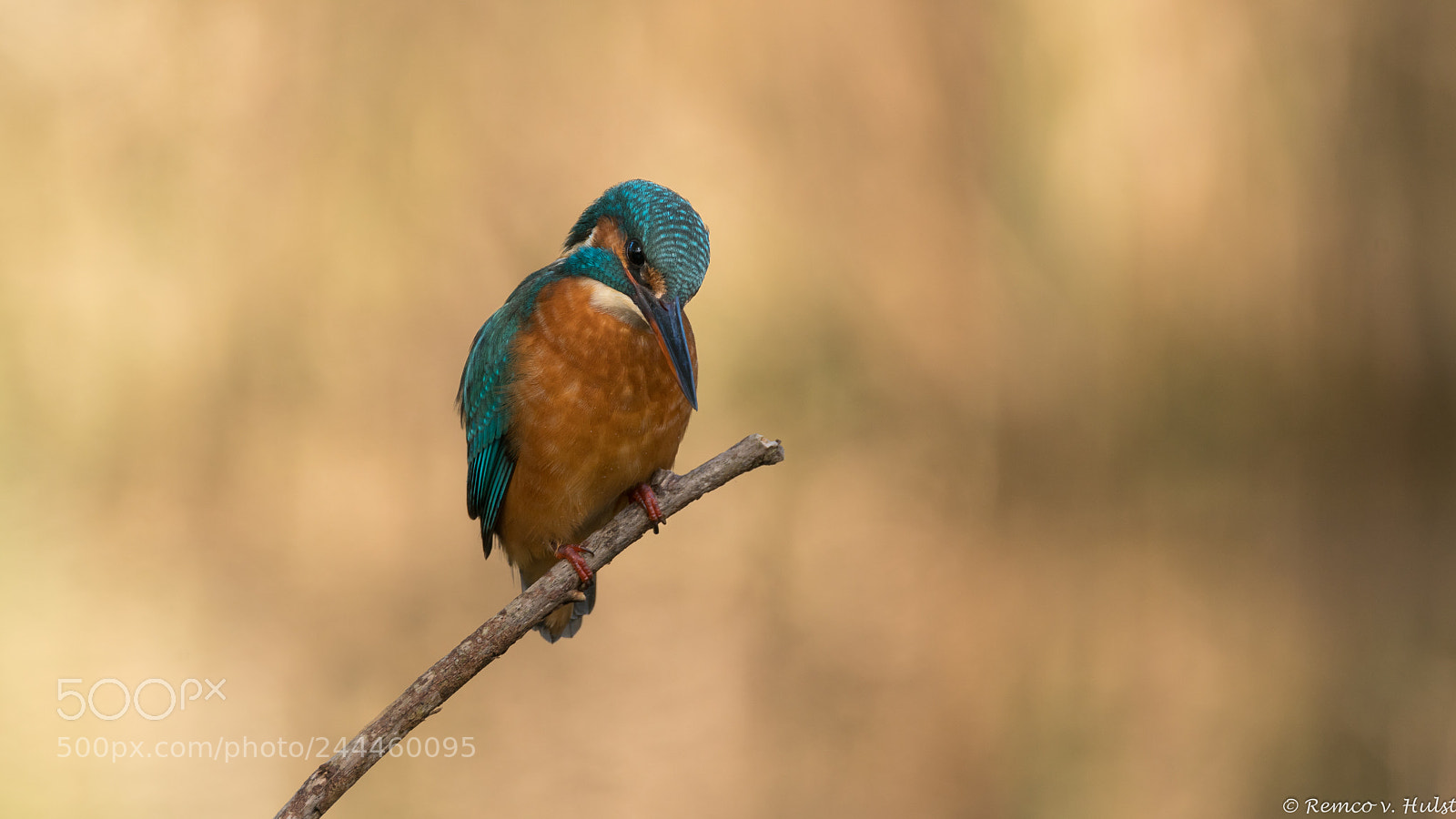 Sony a7R II sample photo. Kingfisher photography