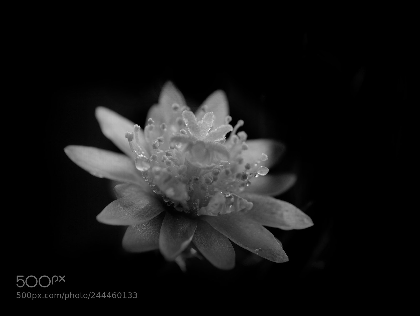 Nikon D3000 sample photo. Rhipsalis pilocarpa flower photography
