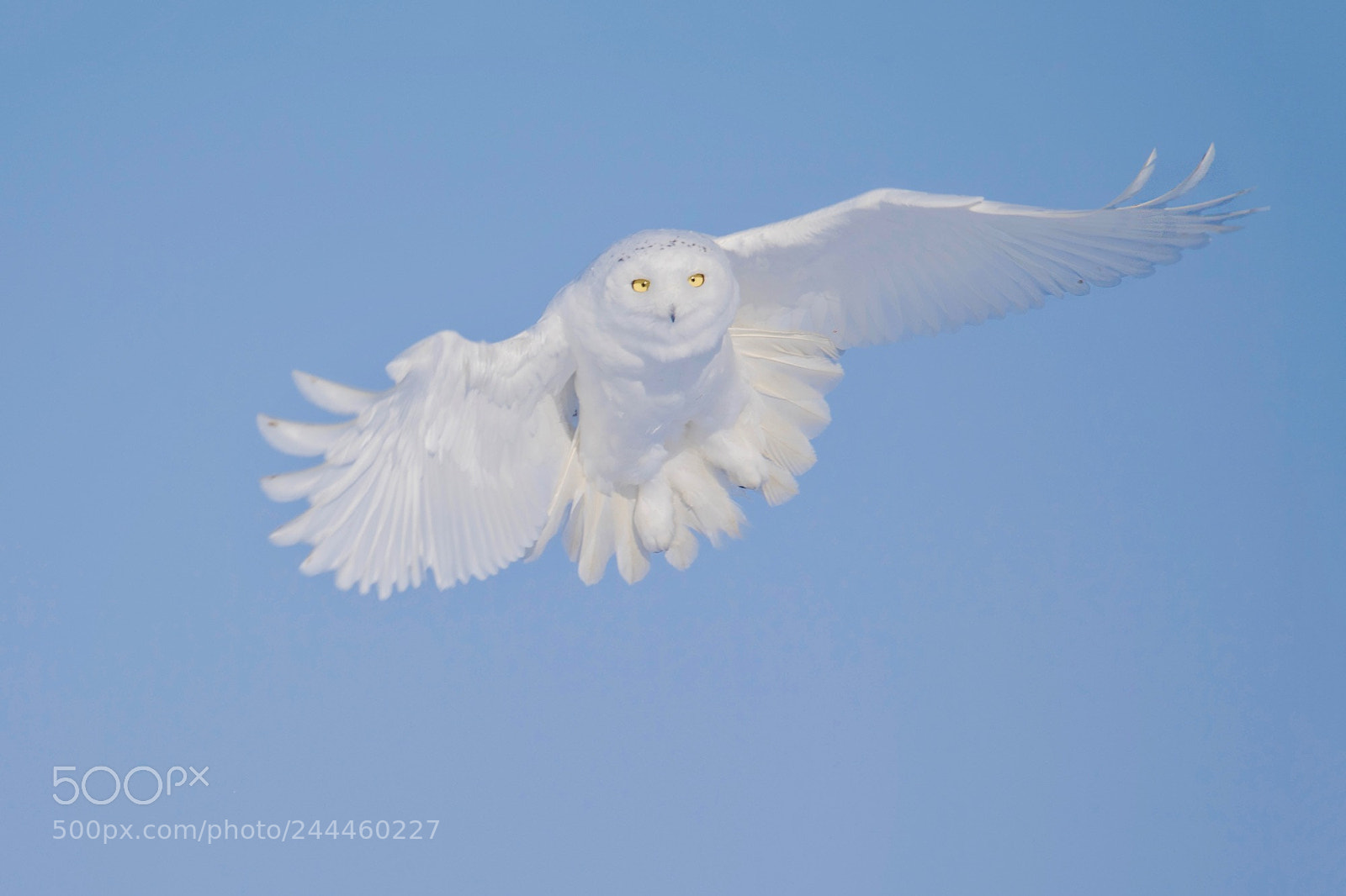 Nikon D5 sample photo. Snowy owl photography