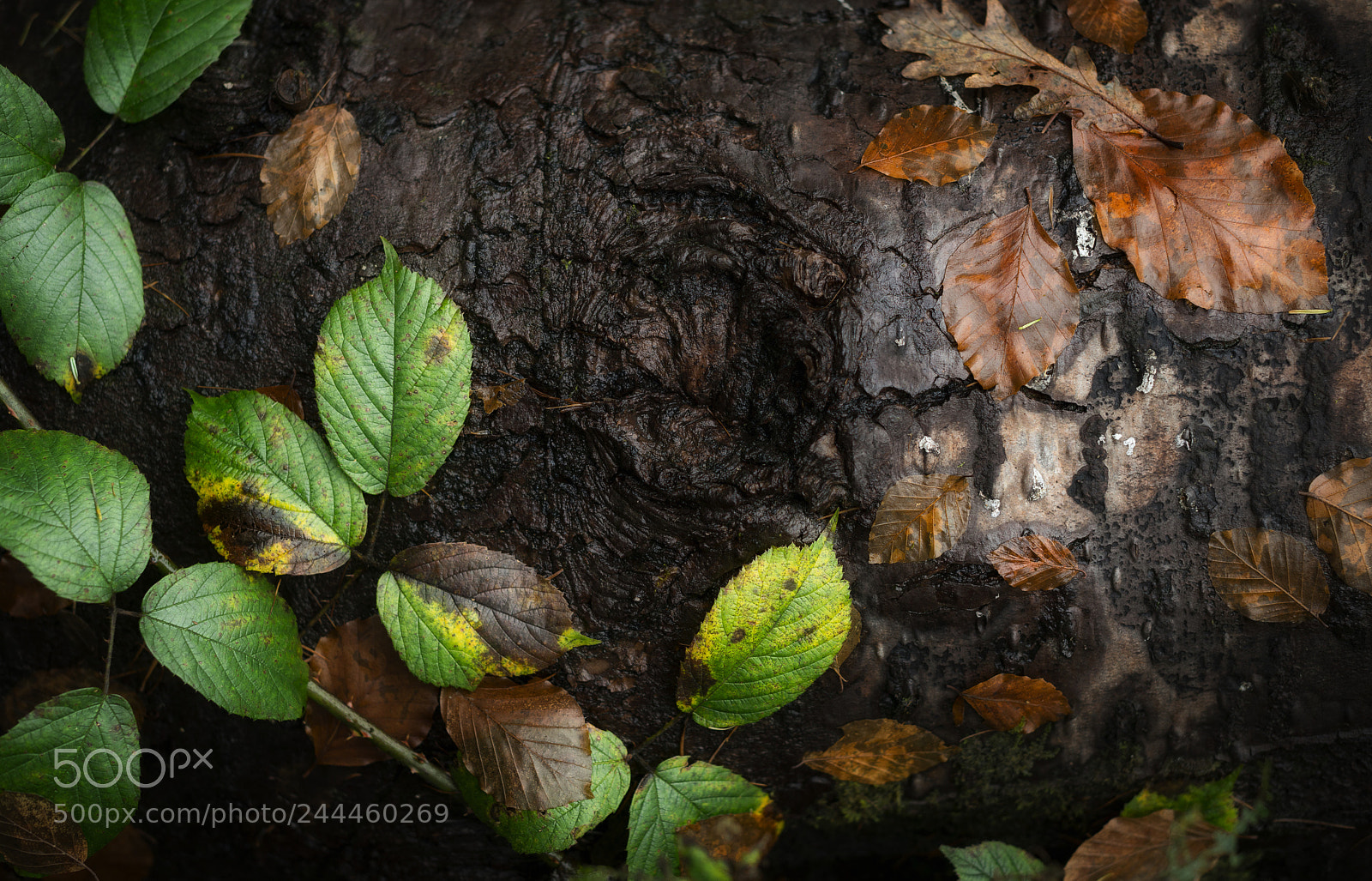 Nikon D800 sample photo. Balance photography