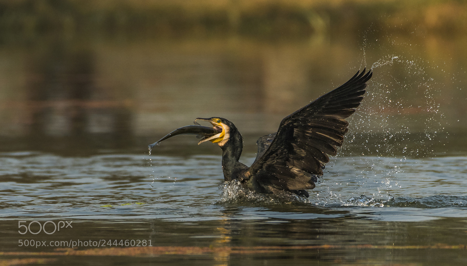 Nikon D500 sample photo. Great cormorant photography