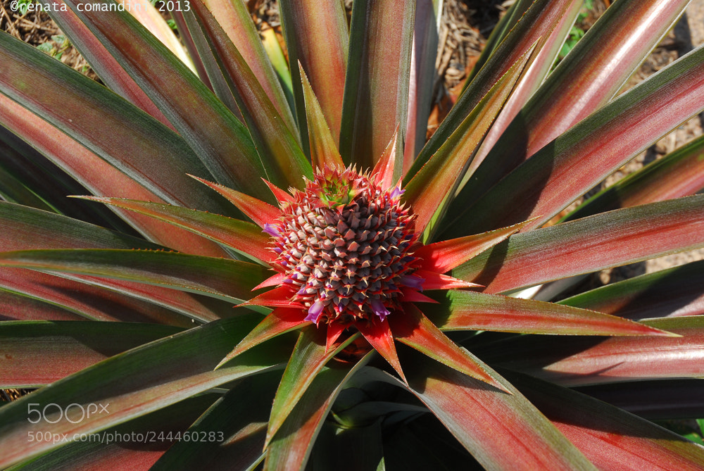 Nikon D200 sample photo. Un fiore photography