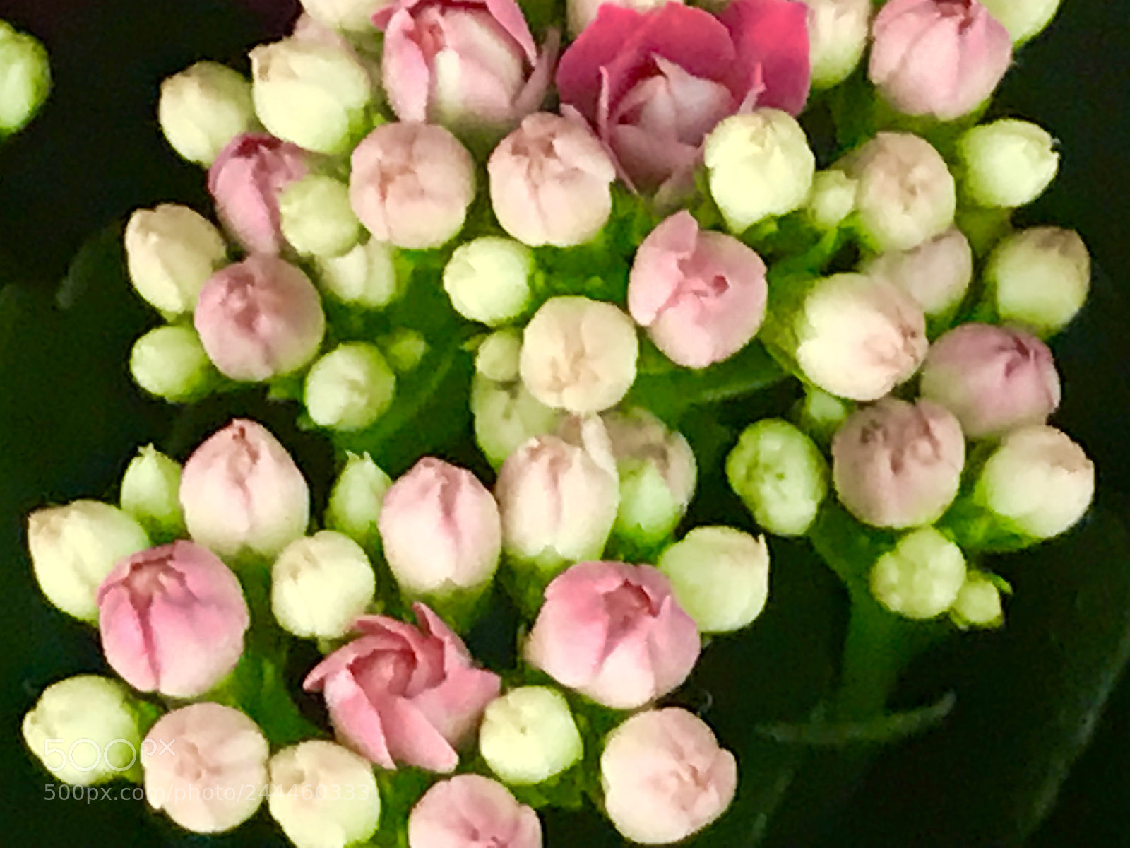 Apple iPhone 7 Plus sample photo. Special photography