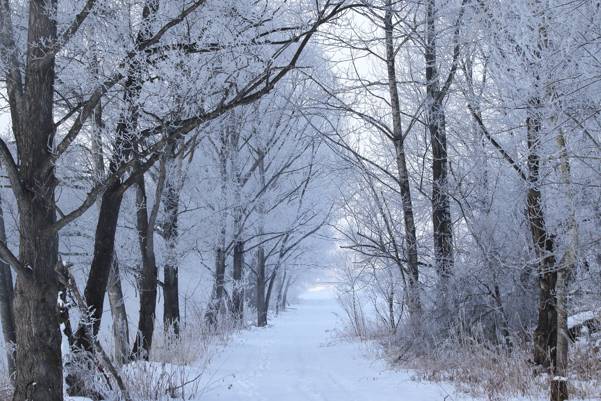 Canon EF 70-300mm F4-5.6 IS USM sample photo. Icy woods photography