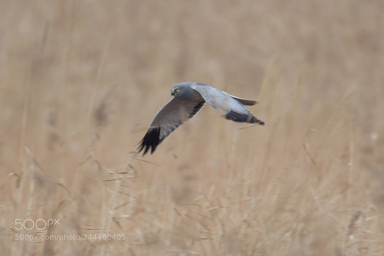 Canon EOS-1D X sample photo. ハイイロチュウヒ photography