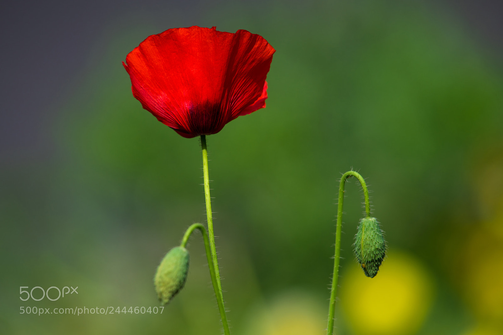 Nikon D850 sample photo. Mr poppy photography