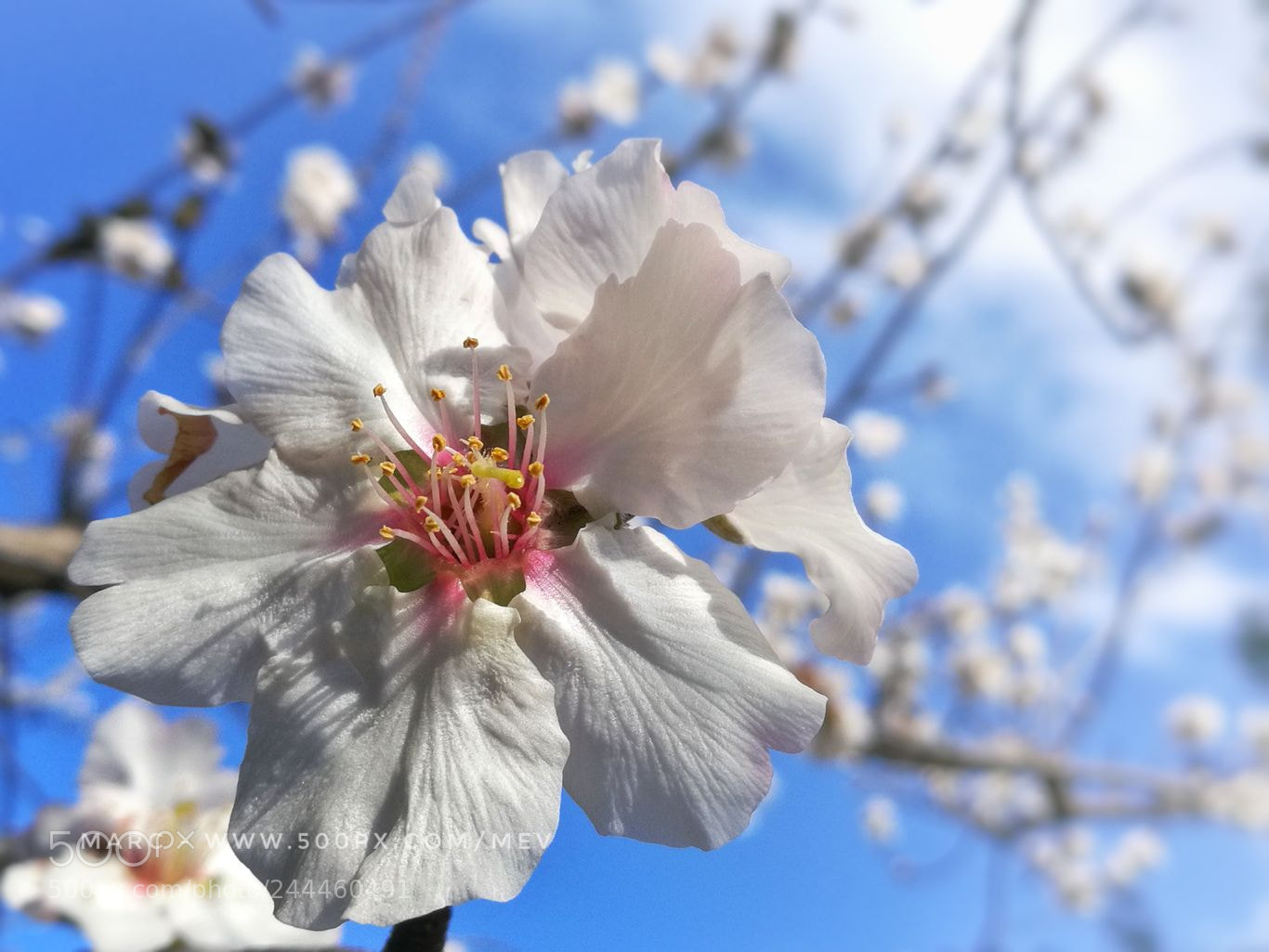 HUAWEI Honor 8 sample photo. White & blue symphony photography