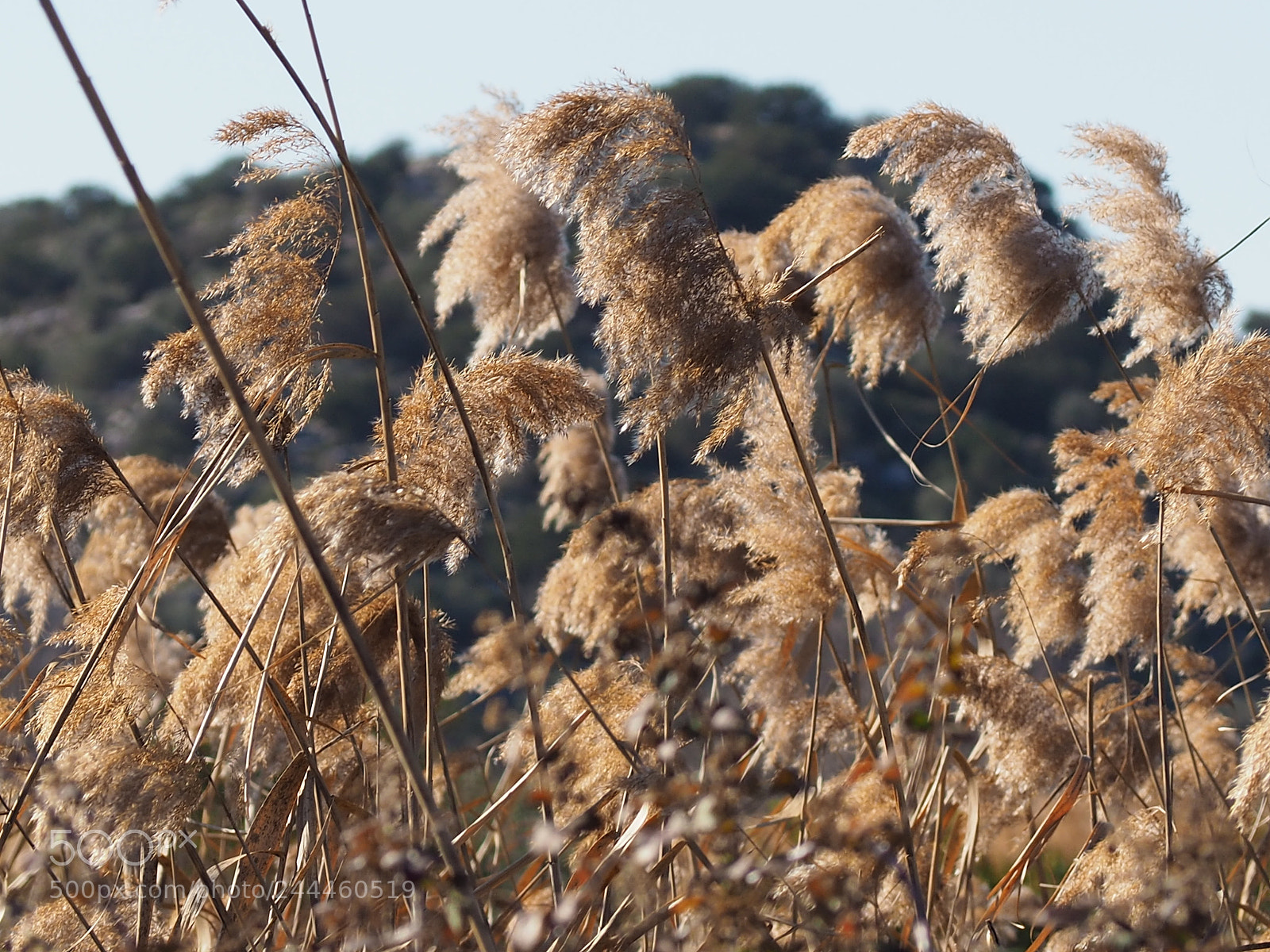 Olympus OM-D E-M10 II sample photo. Obeisance photography