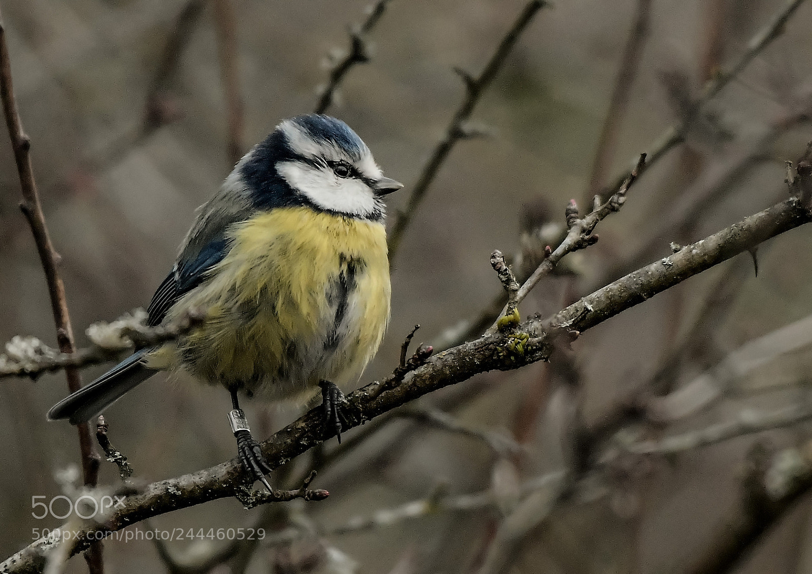 Nikon D500 sample photo. Mésange bleue photography