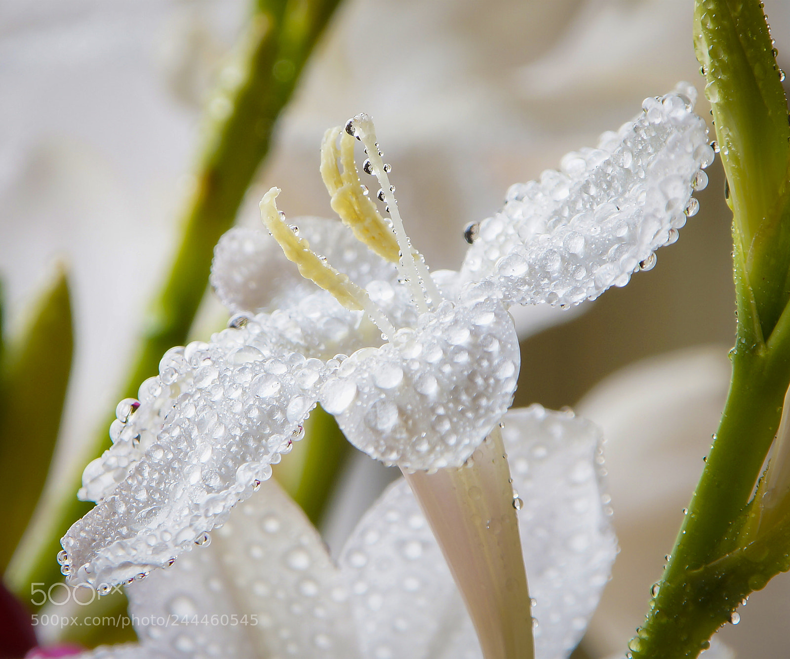 Sony SLT-A57 sample photo. Pure white photography