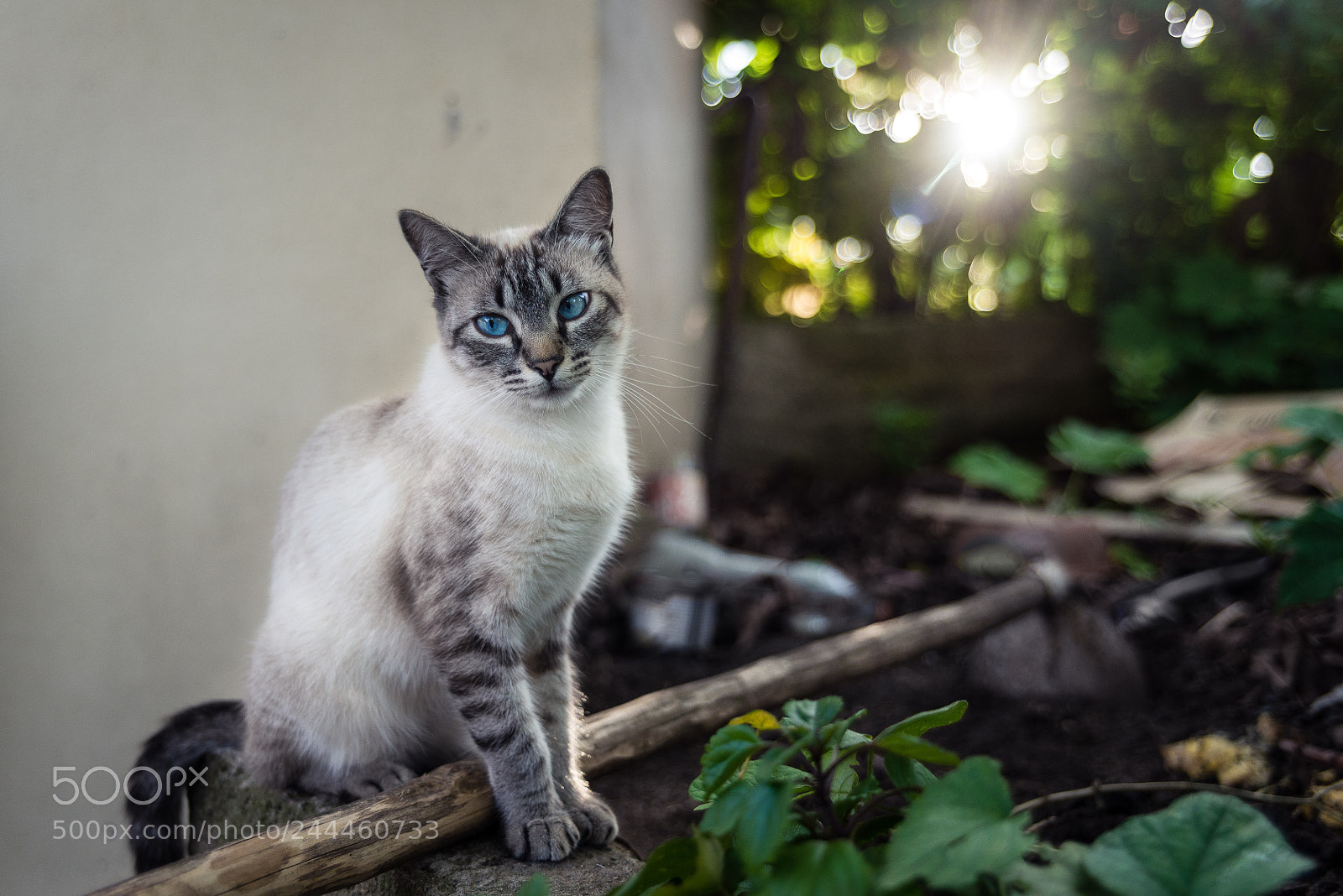 Nikon D610 sample photo. Untitled photography