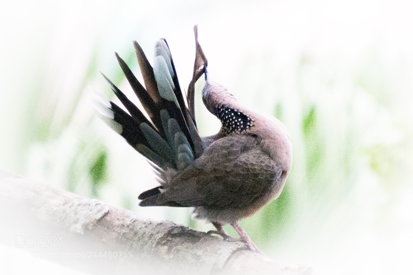 Nikon D610 sample photo. Morning grooming photography