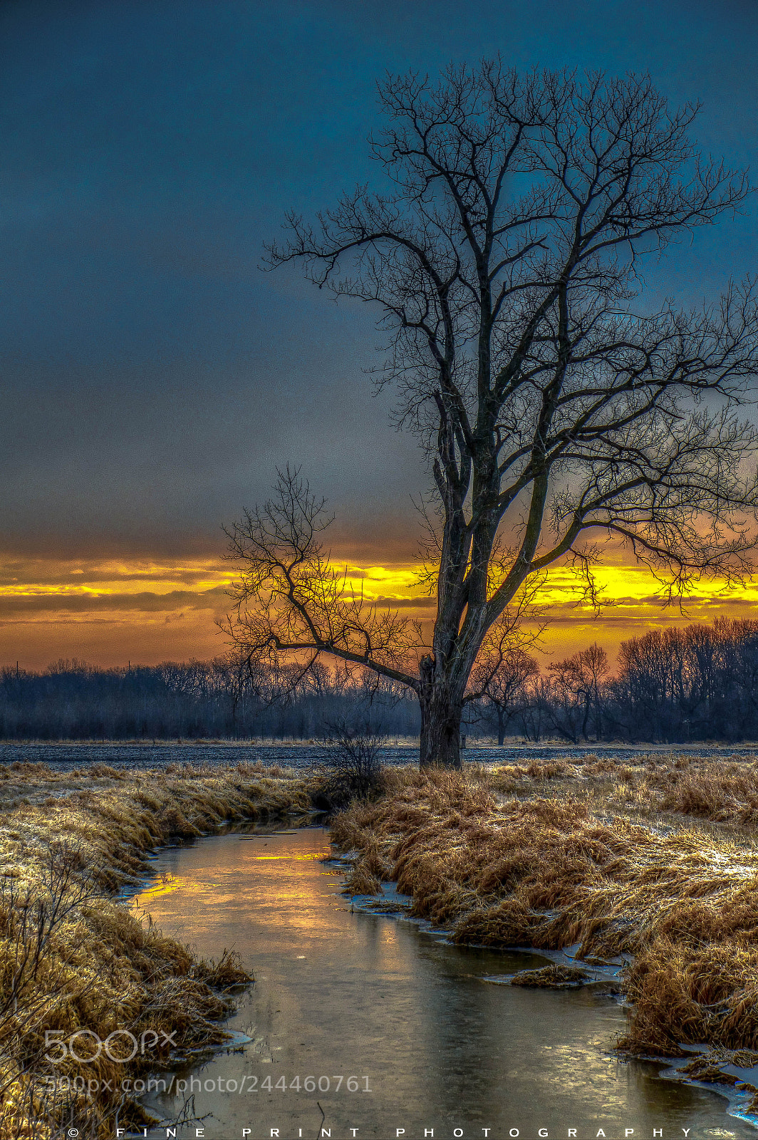 Nikon D3200 sample photo. "tree by the stream 2018" (2018) photography