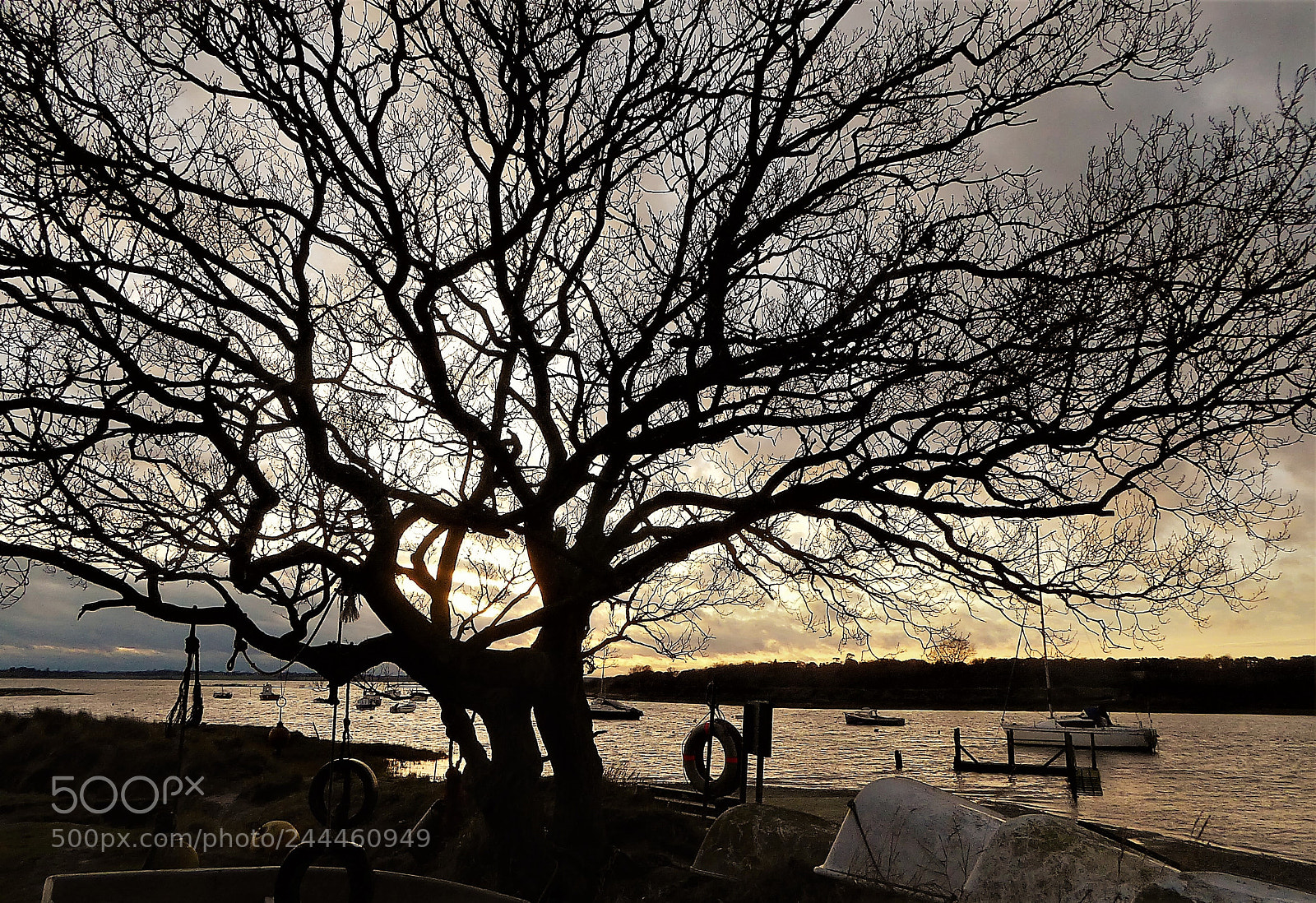 Panasonic Lumix DMC-ZS50 (Lumix DMC-TZ70) sample photo. My favourite tree photography