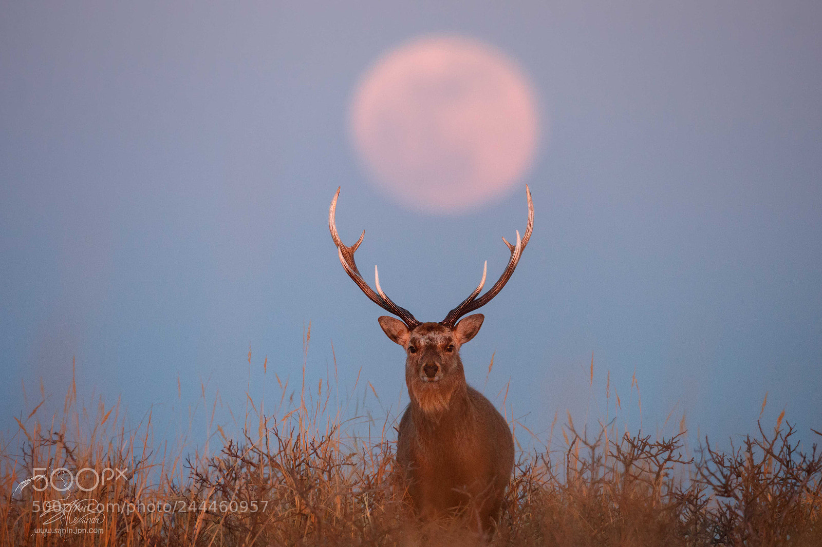 Canon EOS-1D X Mark II sample photo. Super moon rising photography