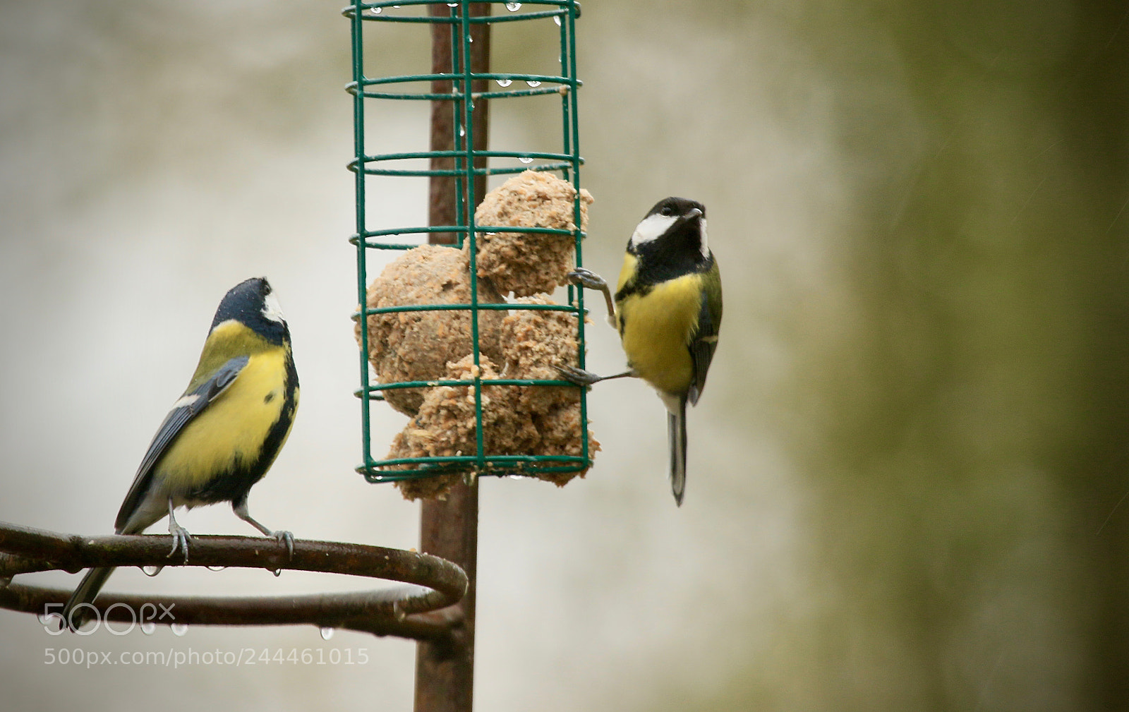 Canon EOS 7D Mark II sample photo. Kohlmeisen/ great tits photography