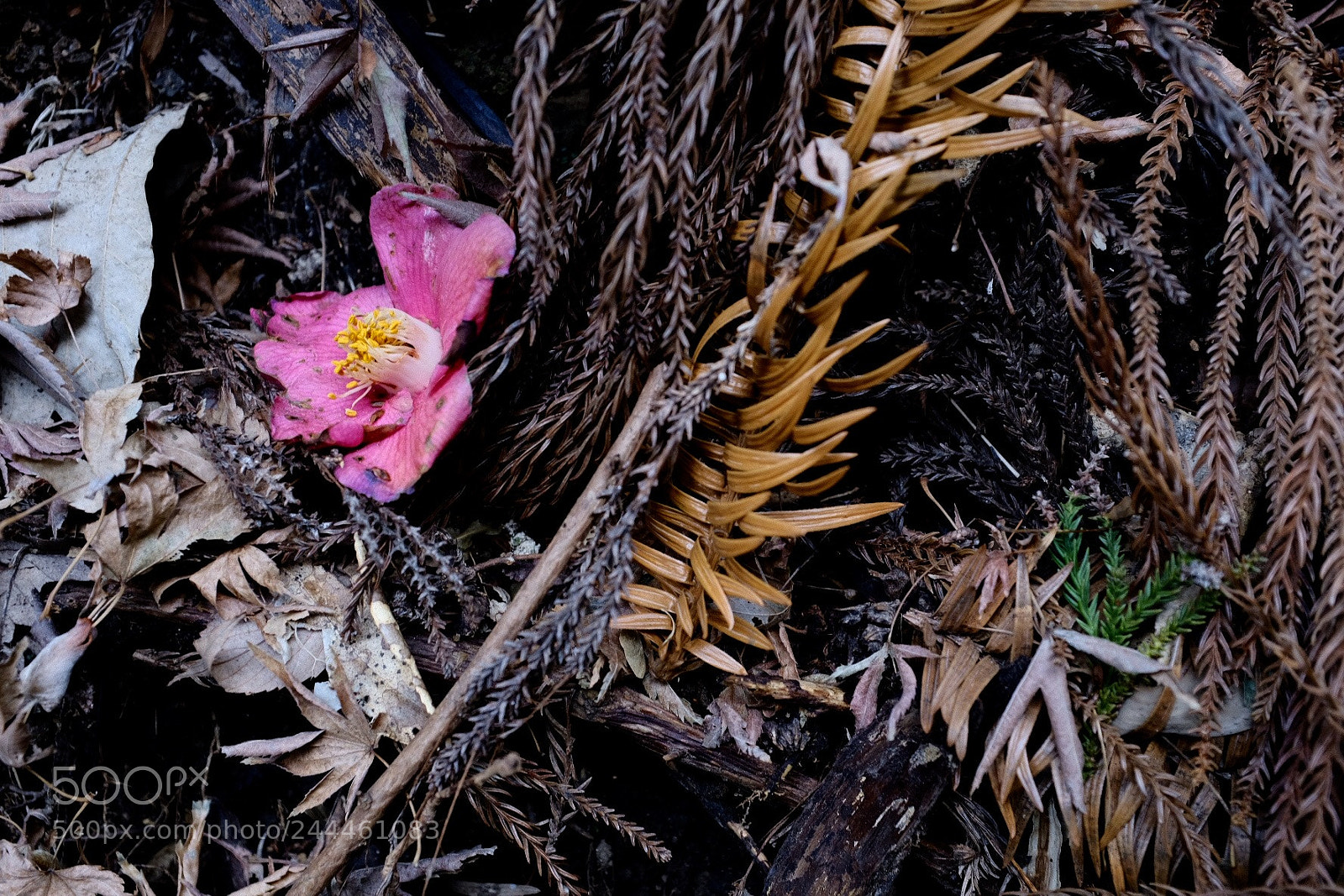 Fujifilm X100F sample photo. Camellia photography