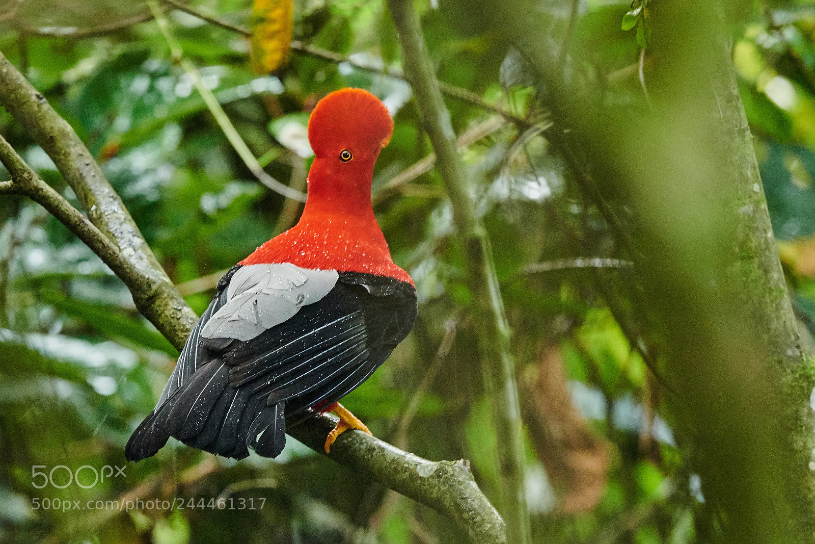 Nikon D850 sample photo. Cock of the rock photography