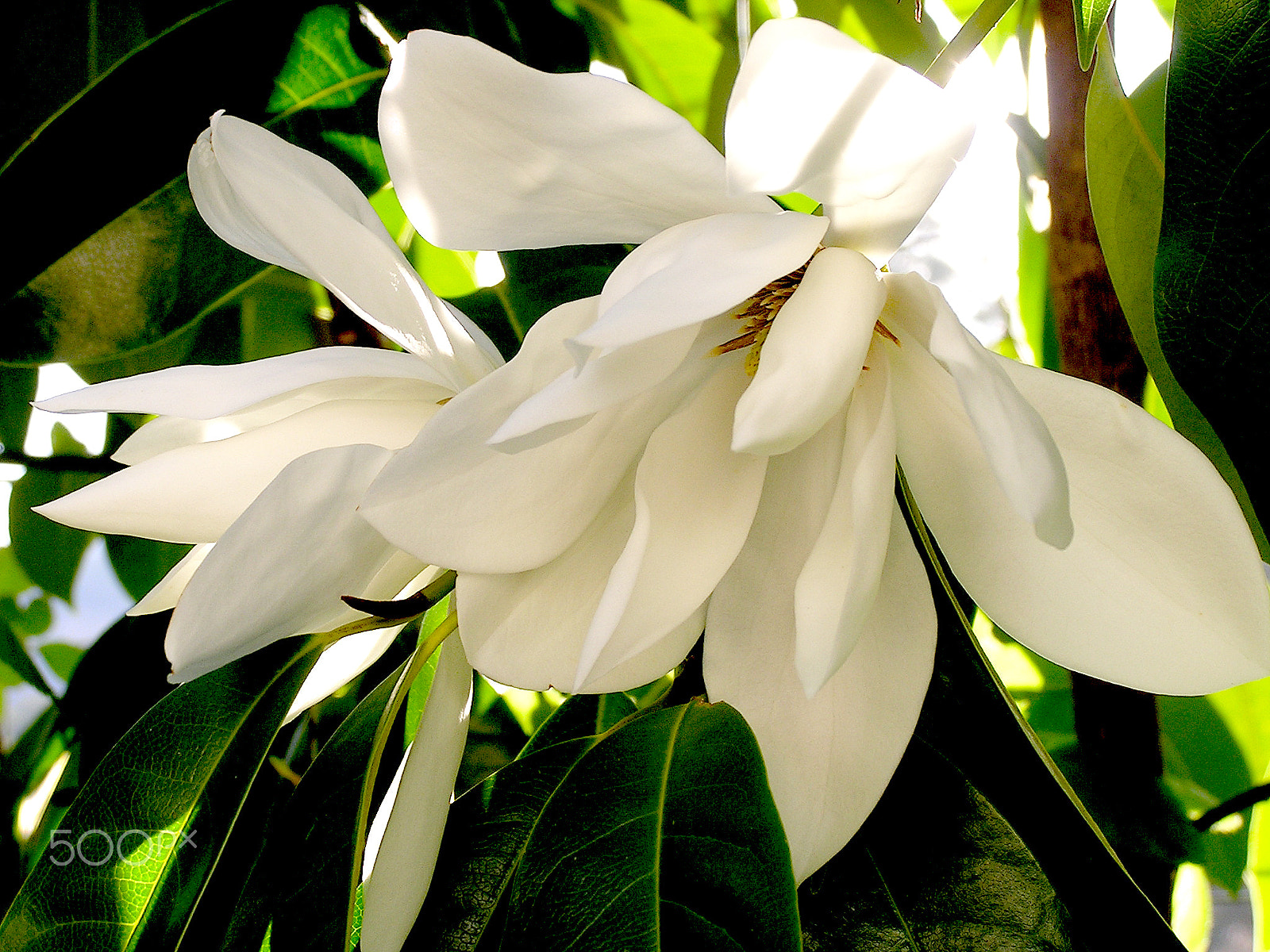 Olympus C740UZ sample photo. White magnolia photography