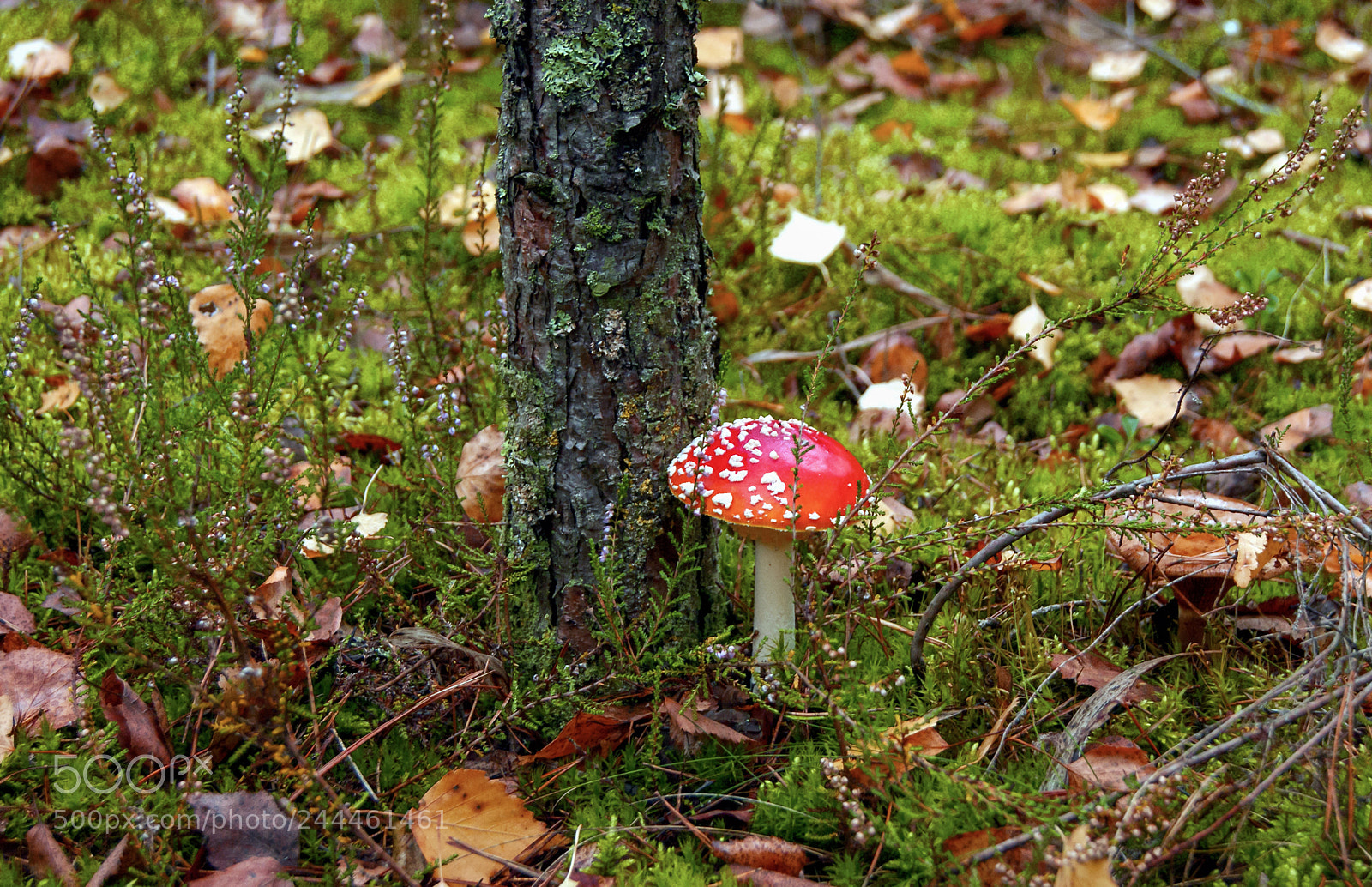 Sony Alpha DSLR-A290 sample photo. Amanita, the most colorful photography