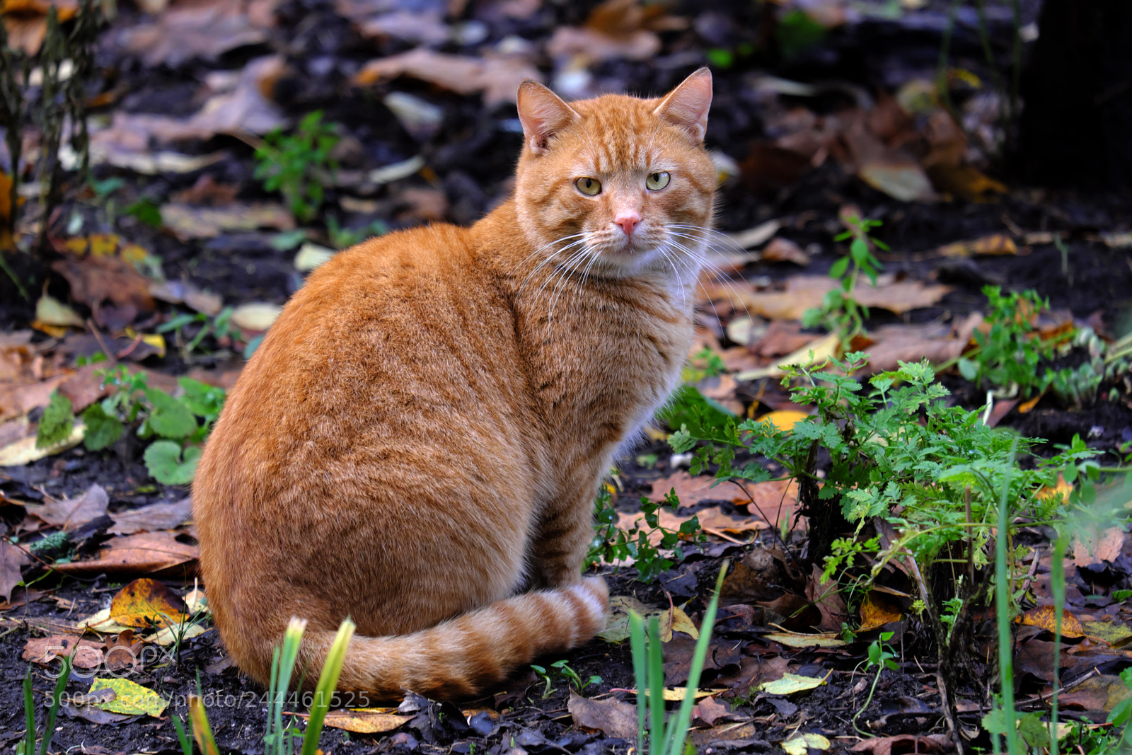 Fujifilm X-T20 sample photo. Cat on the grass photography