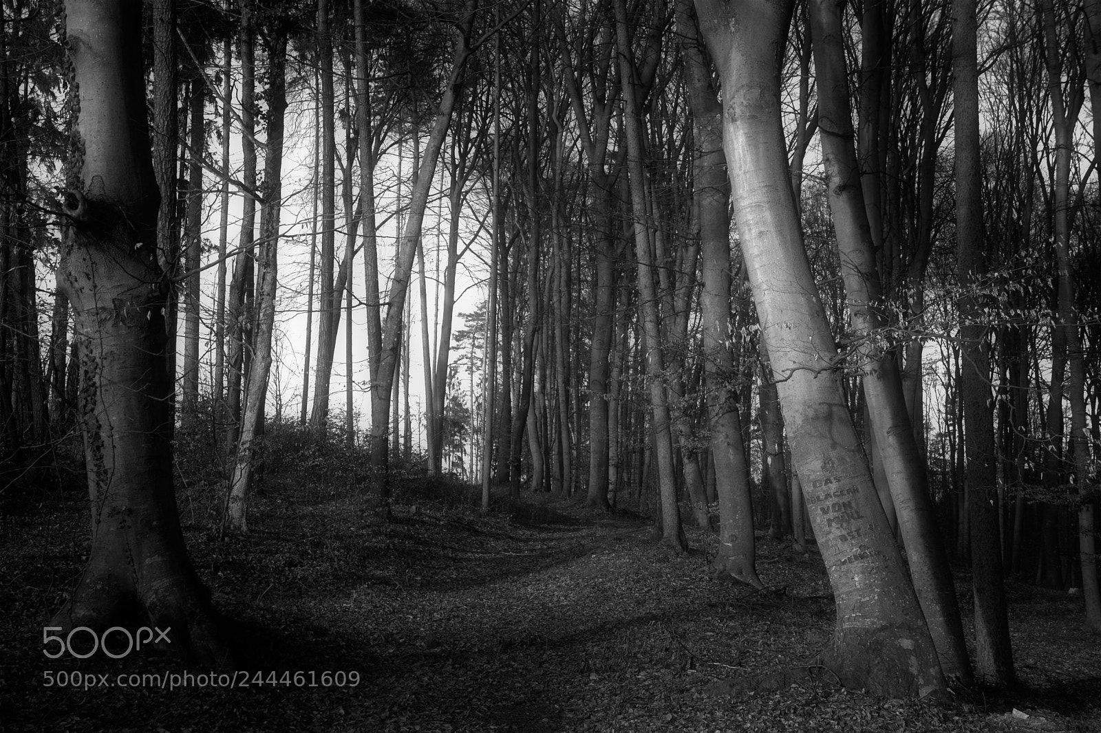 Nikon D7100 sample photo. Forest of the beeches.... photography