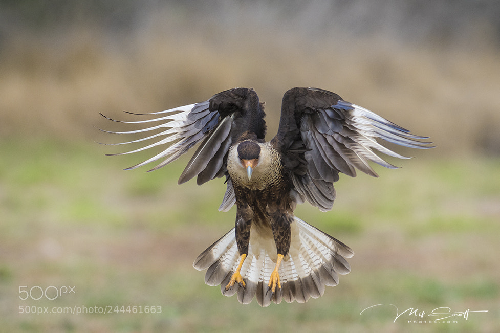 Nikon D500 sample photo. Juvi caracara photography