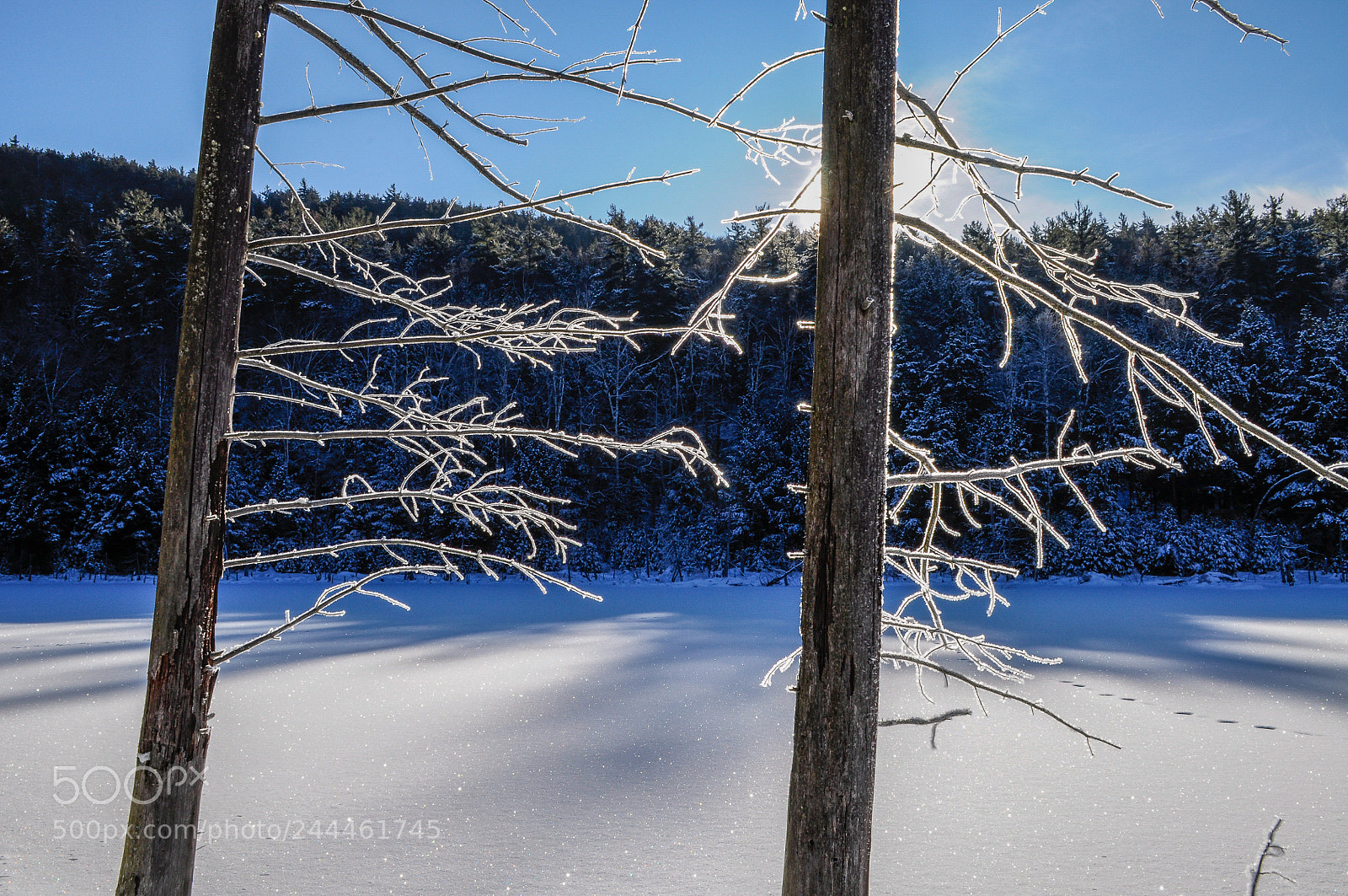 Nikon D90 sample photo. Trees covered with frost photography