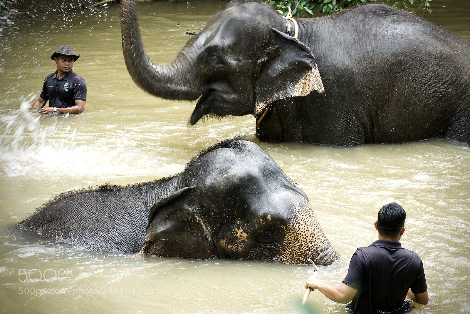 Sony a7R II sample photo. The pachyderm and the photography