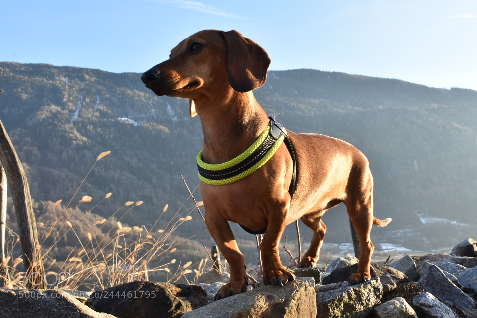Nikon D3400 sample photo. Dachshund my love dog photography