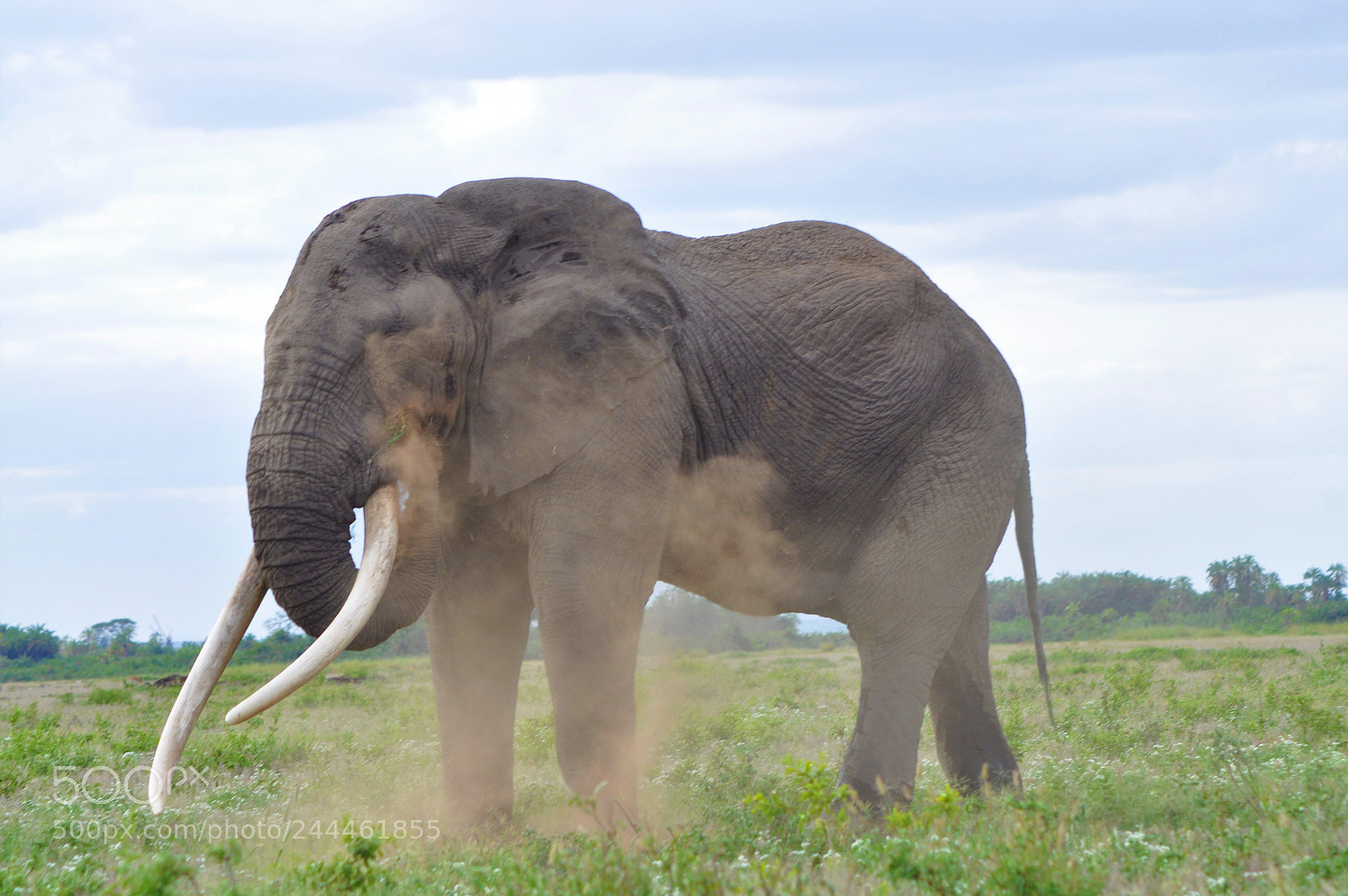 Nikon D5000 sample photo. Elephant photography