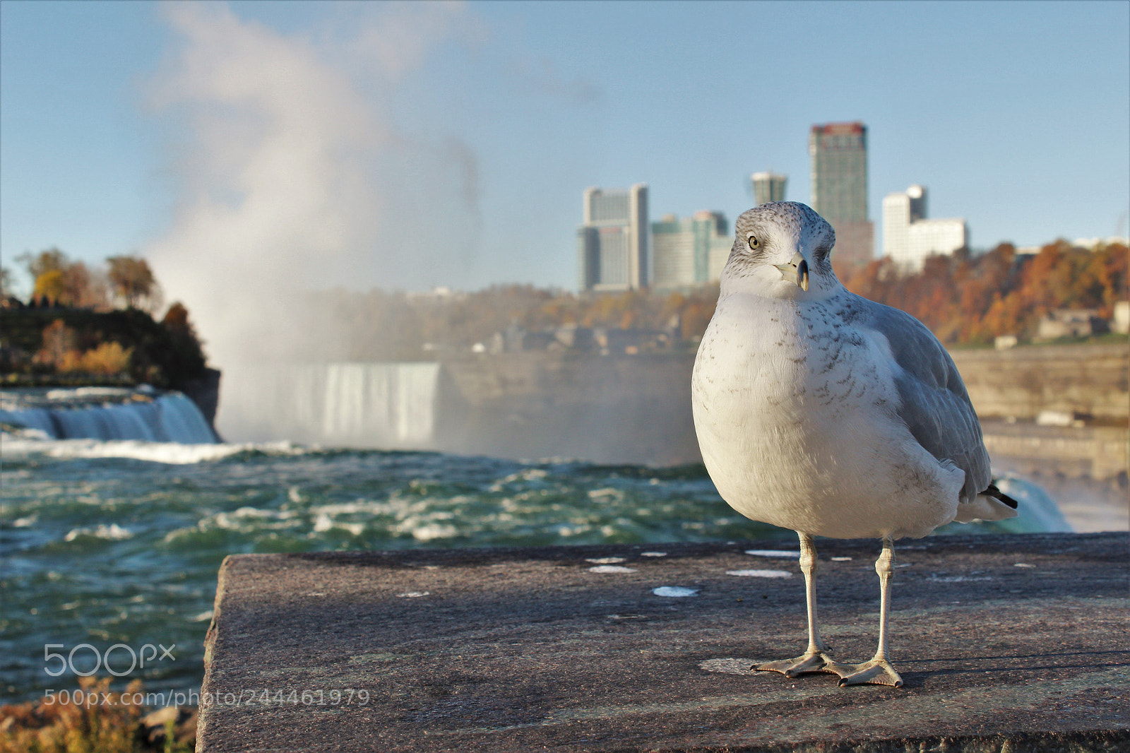 Canon EOS 1200D (EOS Rebel T5 / EOS Kiss X70 / EOS Hi) sample photo. Thoughtful seagull at niagara photography