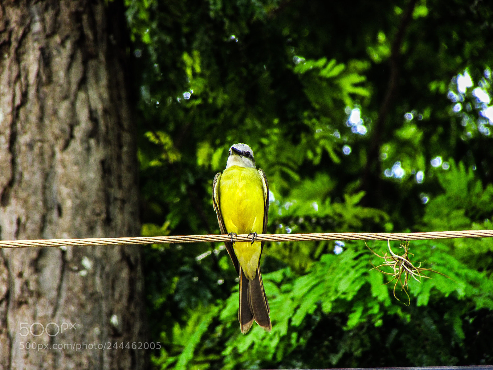 Canon PowerShot SX500 IS sample photo. Bem-te-vi (pitangus sulphuratus) photography