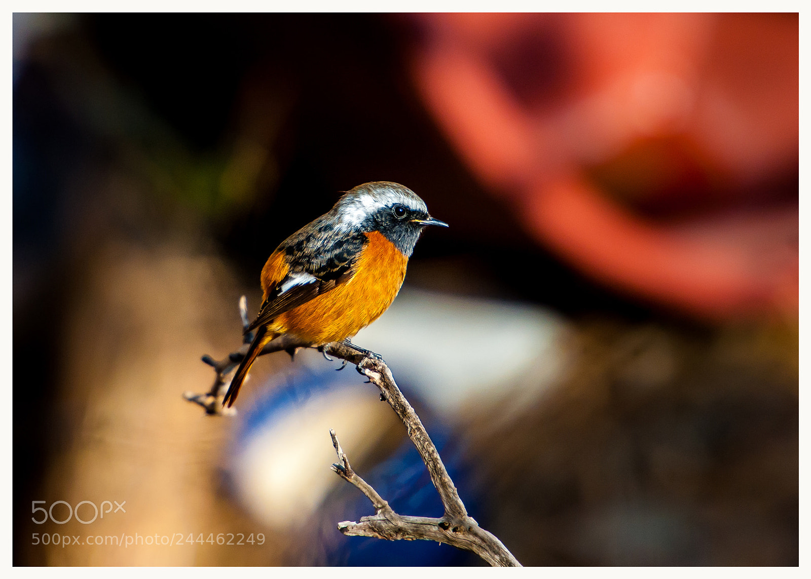 Nikon D700 sample photo. 딱새(phoenicurus auroreus) photography