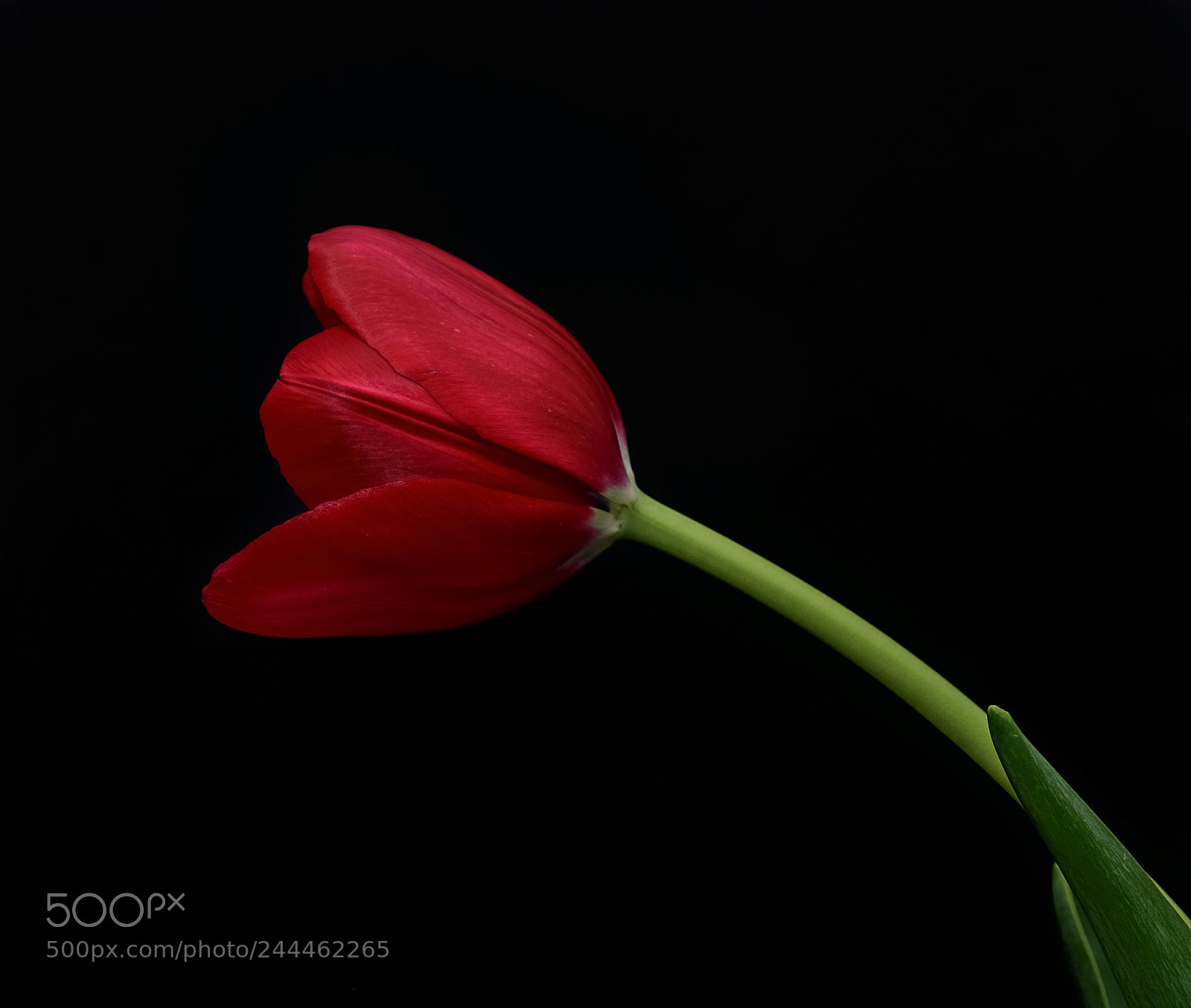 Nikon D810 sample photo. Red tulip photography