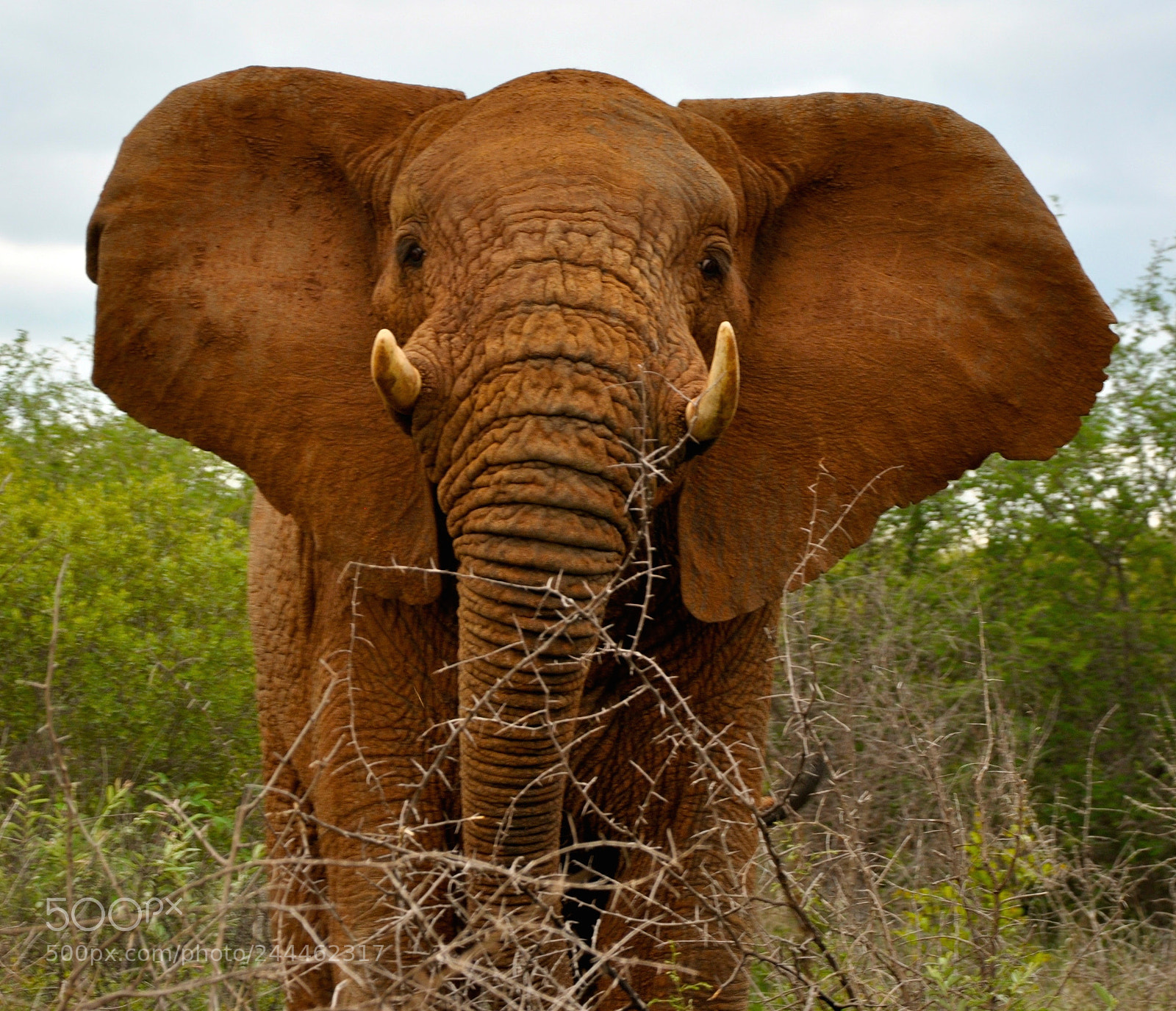 Nikon D90 sample photo. Elephant near to us photography