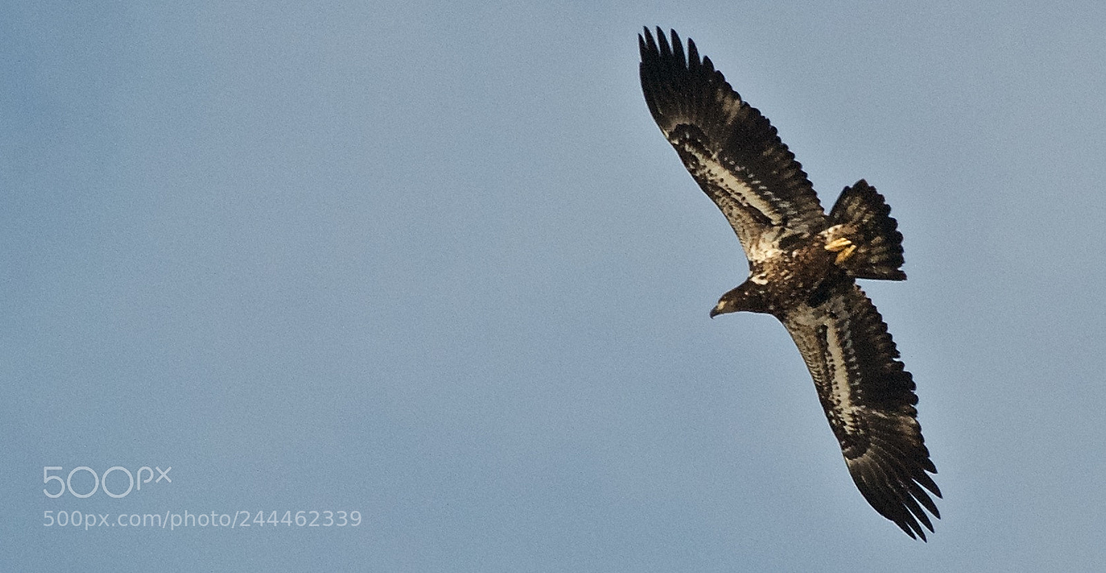 Nikon D80 sample photo. Bald eagle - immature photography