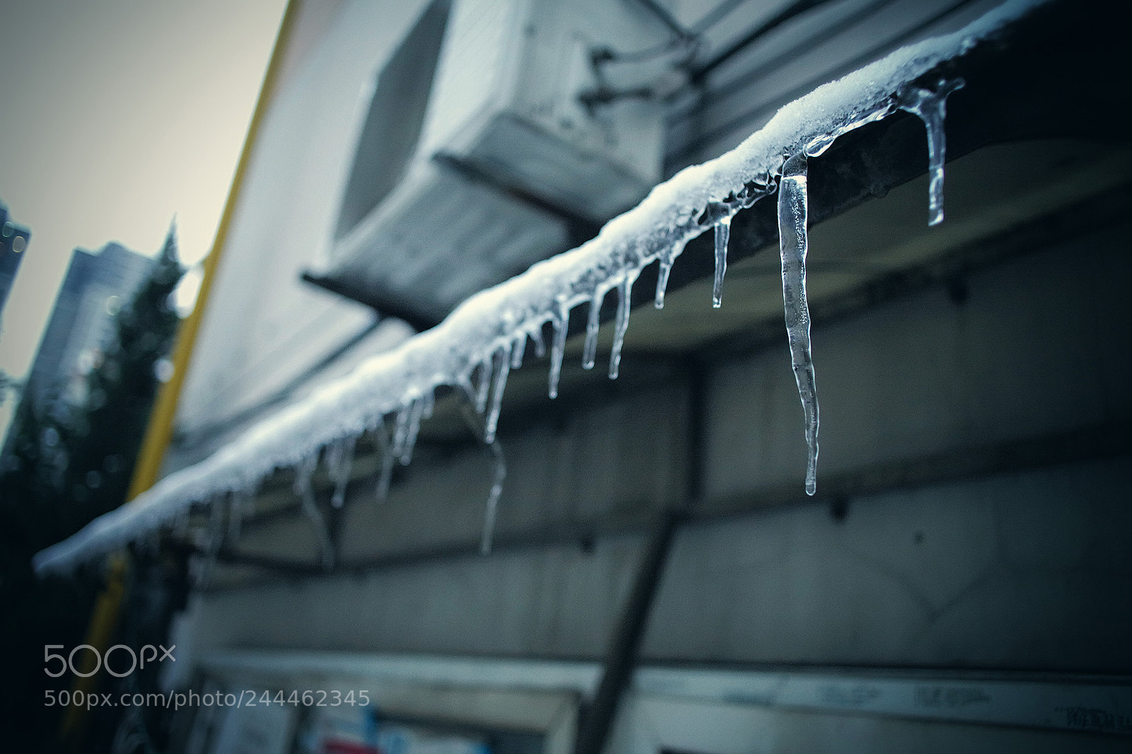 Leica M (Typ 240) sample photo. 「天地一沙鸥」2018 · 雪 ​​​​ photography