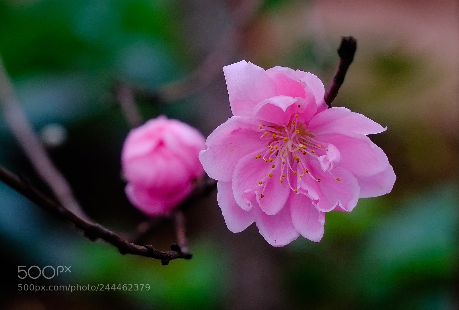 Fujifilm X-E1 sample photo. Cherry blossom photography