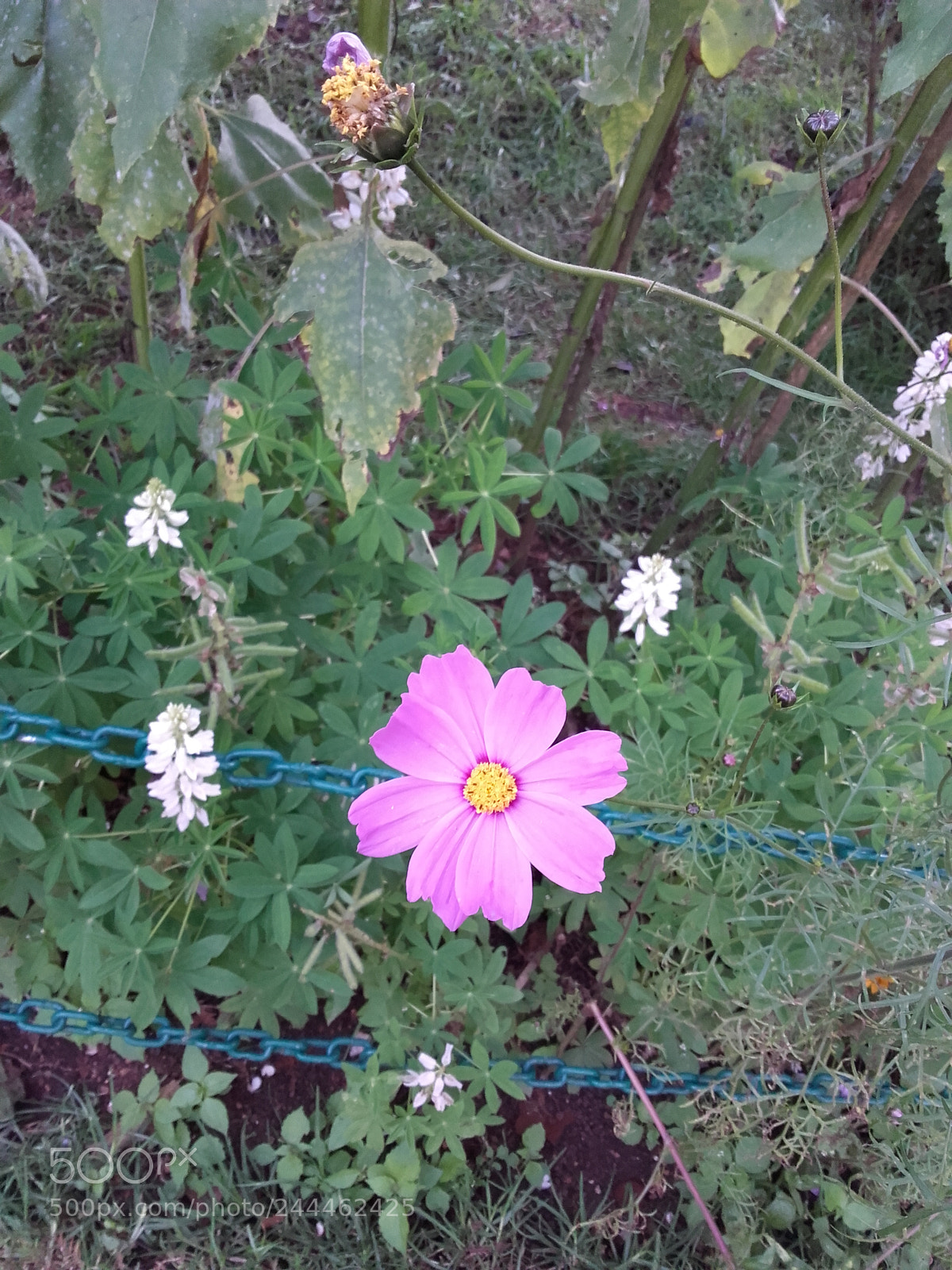 Samsung Galaxy Grand Prime sample photo. Untitled photography